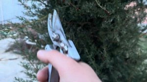 Обрезка и формировка кипариса