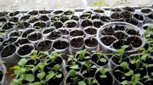 новые семена томатов  (Рапсодия F1)  и( Розовый Король F1)