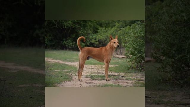 Indian Dog Breed Part 2 смотреть онлайн