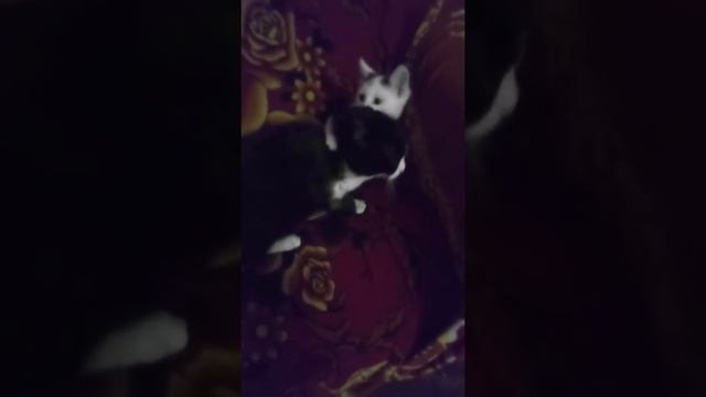 Котёнок дерется с кошкой смотреть онлайн