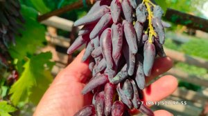 Виноград  Хэллоуин