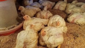 Вес бройлеров в 1 месяц.