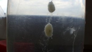 Насадка "Мастырка"-распад в воде