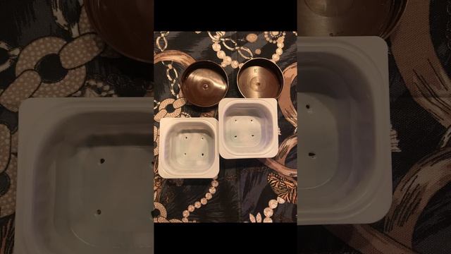 Бегония из семян 2023. Эпизод 1: посадка семян. Код скидки Яндекс Маркет ⬇️ REF_GWXNKKY смотреть онлайн