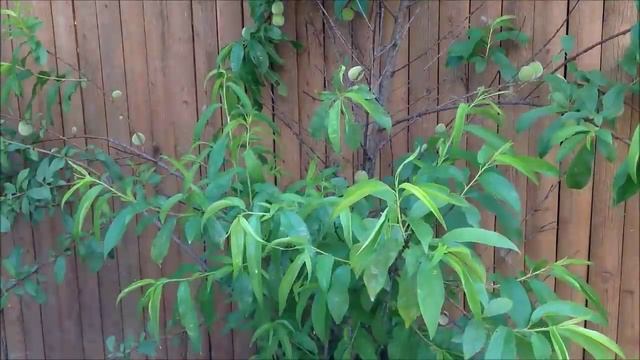 Bordeaux Mixture - Organic Fungicide For Grape Vines, Fruit Trees, Zucchini - DIY смотреть онлайн