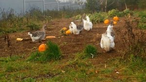 Кормление гусей Холмогоров.  Рацион питания.  Мой опыт.