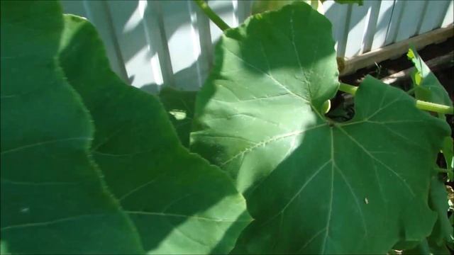 Помощница Настя.  Тыквы на шпалере.