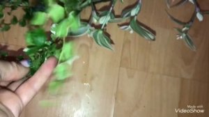 Цветочная Композиция украшение Дома.Букет из Комнатных Цветов!