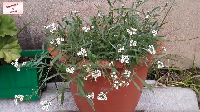 Атака паразитов: крестоцветная блошка жрет алиссум