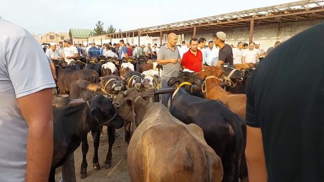 Tepaqõrģon Mol bozori sigirlar va ģunojinlar hamda hashak bozori narhlari 10.08.2023yil смотреть онлайн