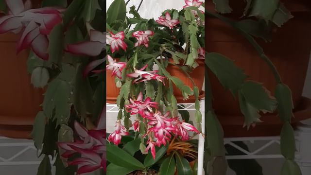 цветение ноябриста #декабрист