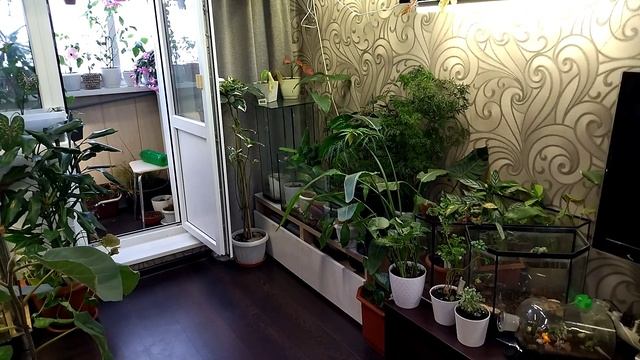 Цветы и интерьер. Большая переделка. смотреть онлайн