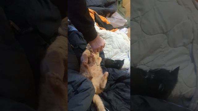 сколько съест кот колбасы смотреть онлайн
