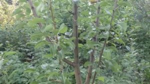 Груша суперранняя сорт Июньская Лепотика. Обзор и дегустация