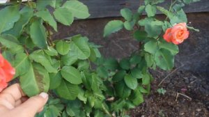 Роза Эмильен Гийо (Emilien Guillot, Массад 1997) - превосходная и страстная!