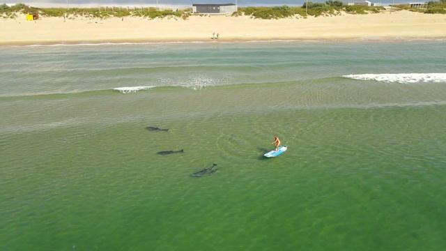 ДЕЛЬФИНЫ ИГРАЮТ С СЕРФЕРОМ. Анапа. Станица Благовещенская. Бугазская коса 2021. смотреть онлайн