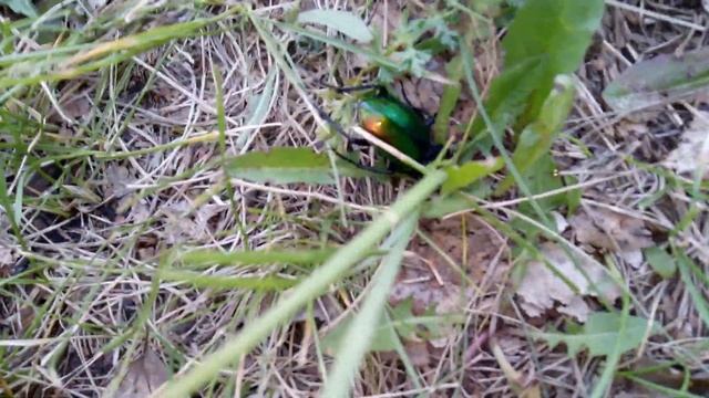 Красивый ЖУК смотреть онлайн