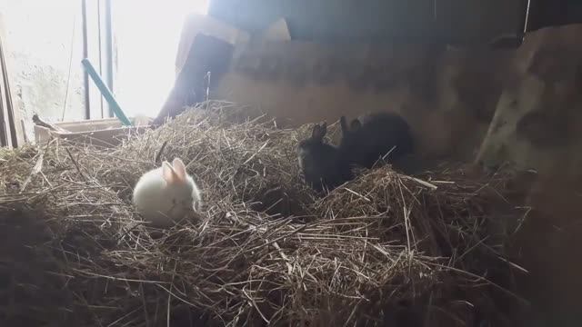 Кролики просто прелесть. смотреть онлайн