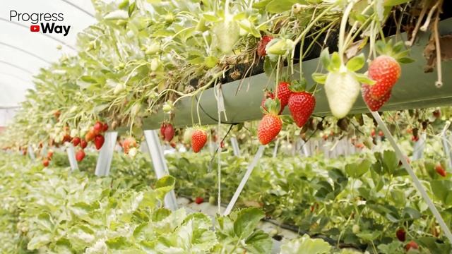 ДАЙТЕ КЛУБНИКЕ САХАР+МОЛОКО И БУДЕТЕ СОБИРАТЬ УРОЖАЙ ТОННАМИ!! УХОД ЗА КЛУБНИКОЙ! смотреть онлайн