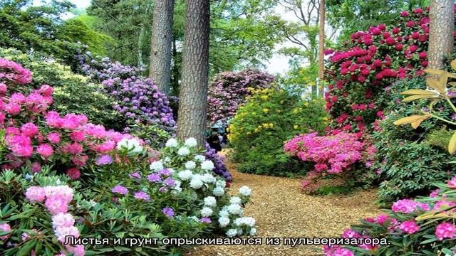 Азалия садовая — посадка и уход в открытом грунте смотреть онлайн