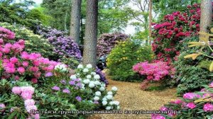 Азалия садовая — посадка и уход в открытом грунте