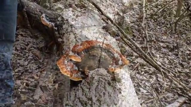 НЕ VLOG: ПОХОД В ЛЕС смотреть онлайн