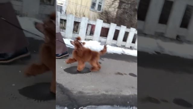 Стрижка для юниорки той пуделя. Полный комплекс для вашего пуделя в нашем салоне. смотреть онлайн