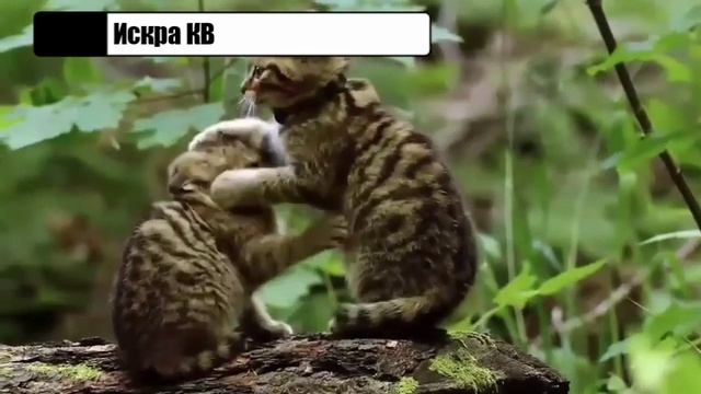 Лесная кошка,Кошка Это Дикий Зверь!!!! смотреть онлайн