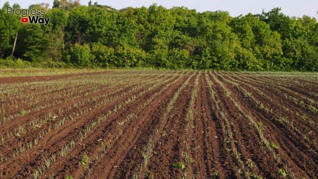 ВАЖНО! В СЕНТЯБРЕ ВНЕСИТЕ ЭТО В ГРЯДКИ ПОД ОЗИМЫЙ ЧЕСНОК Всегда готовлю грядку осенью этим способо смотреть онлайн