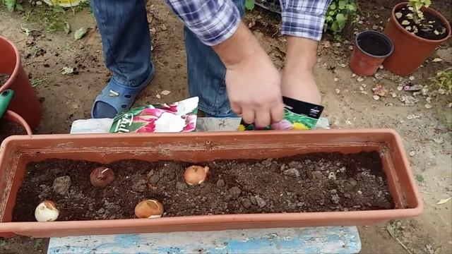 Тюльпан / Tulip / Tulpan (Zanbaq) #instagram: florist_faiq смотреть онлайн