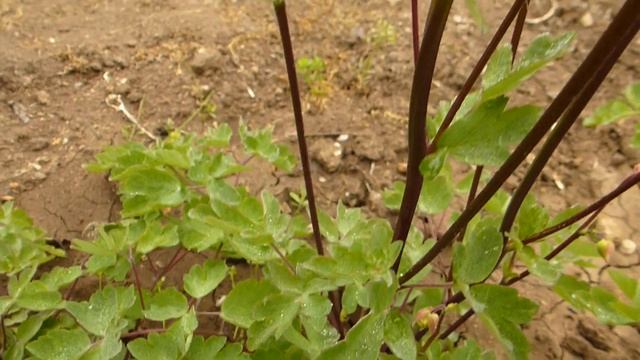 Аквилегия махровая.