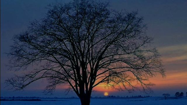 Sous un arbre / Under a tree ( André Gagnon ) смотреть онлайн