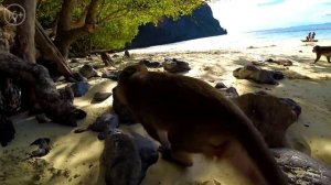 Остров Пхи Пхи в Таиланде. Плюсы и минусы для туристов на острове Пхи Пхи