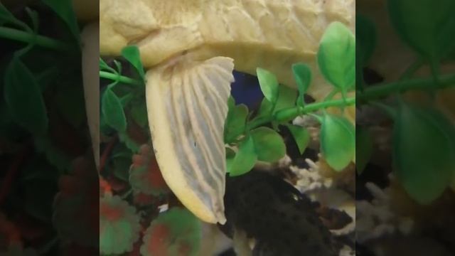 Сом птегоплихт. Альбинос. Красава смотреть онлайн