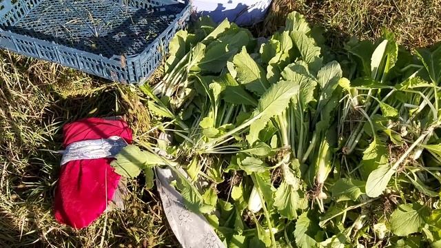 КАК ГОТОВЯТСЯ СУШЕНЫЕ СИРАДИ И ЗАМОРОЖЕННЫЕ КОЛОБОЧКИ? смотреть онлайн