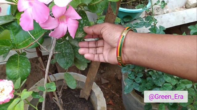 Mande Villa - A Perfect Flower 🌸 || My Mande Villa Flower Update || #mandevilla смотреть онлайн