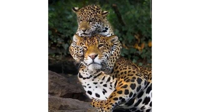 Elephants-Leopards-Ceylon Wild Animals-Beautiful Tuskers-Indian Sri Lanka-Nature-Wild Trails смотреть онлайн