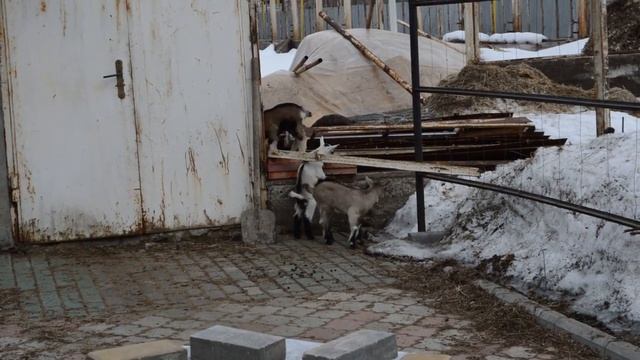 Прогулка. Козлята дети.