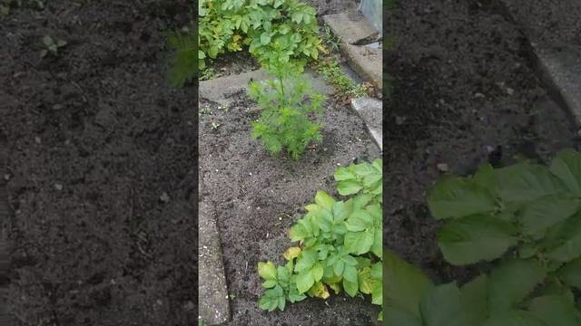 kalanchoe daigremontiana, peliniță ( Artemisia annua), moringa, perilla frutescens, cătina. смотреть онлайн
