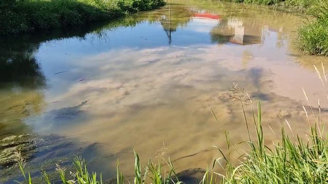 Место впадения речки Чечёры в речку Пехорку 22.07.23. утро 8_30. Фенино смотреть онлайн