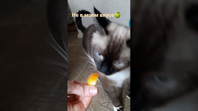 #тайская #cat #cute #кот #catcute #cutecat #рекомендации