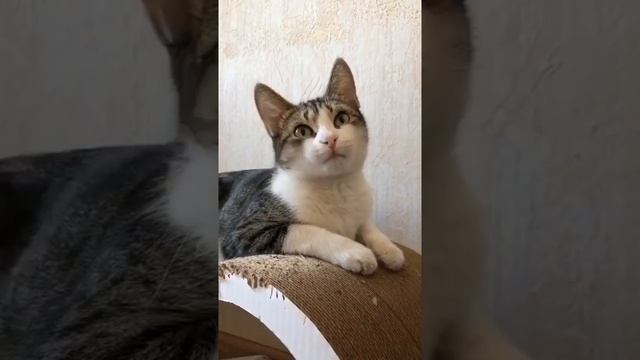 СУПЕРСПОСОБНОСТЬ МЯТЫ! смотреть онлайн