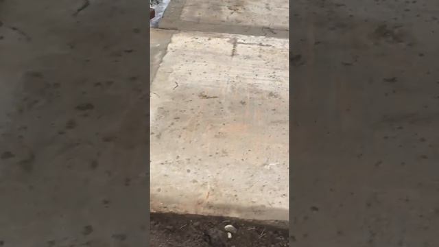 Как зимуют наши растения. смотреть онлайн