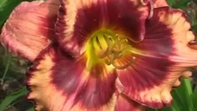 Лилейник daylily RUBY STORM смотреть онлайн