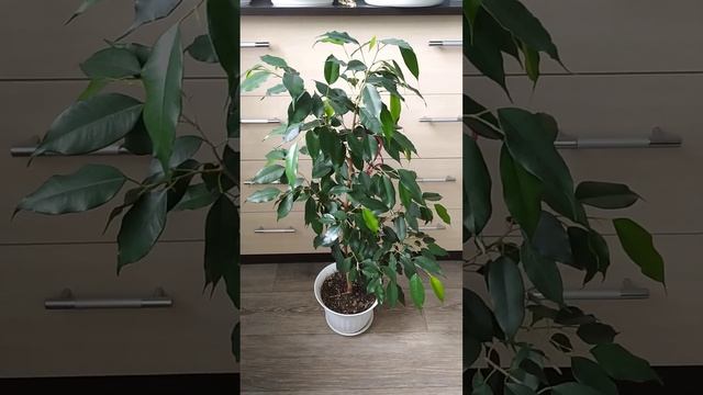 Фикус Даниэль смотреть онлайн
