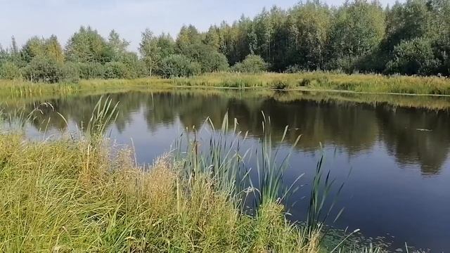 На РЫБАЛКУ и за грибами. Клёва нет, грибов нет.... Зато природа.... Восхитительная!!! 21.08.2022. смотреть онлайн