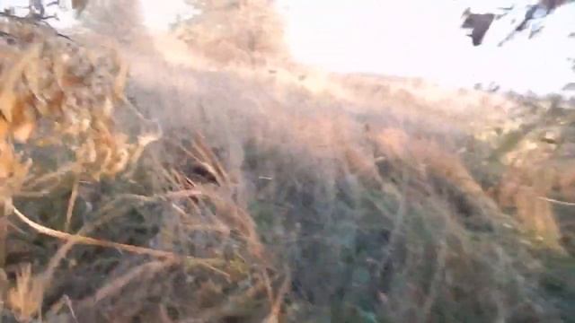 разведение фазанов в дикой природе смотреть онлайн