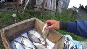 Как вкусно засолить рыбу. Сухой посол.