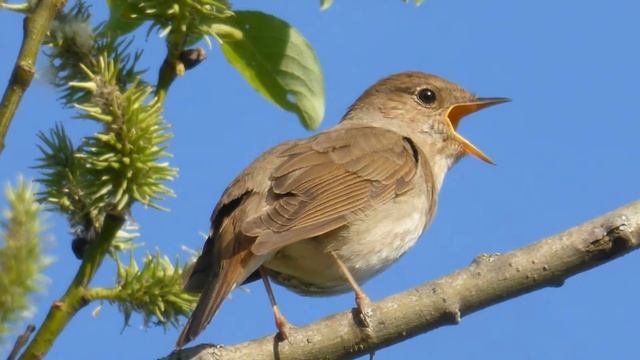 Соловей птица. Образ жизни и среда обитания соловья смотреть онлайн