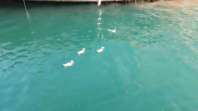 Ути на море смотреть онлайн